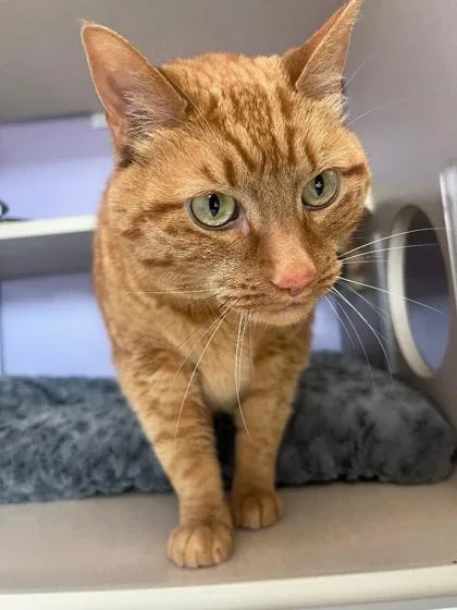A senior large-sized male Domestic Short Hair cat named Winston for adoption in Camano Island, WA