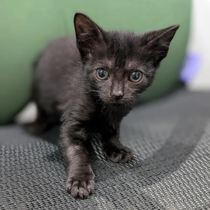 A baby small-sized male Black Domestic Short Hair cat named Stan for adoption in Buchanan Dam, TX