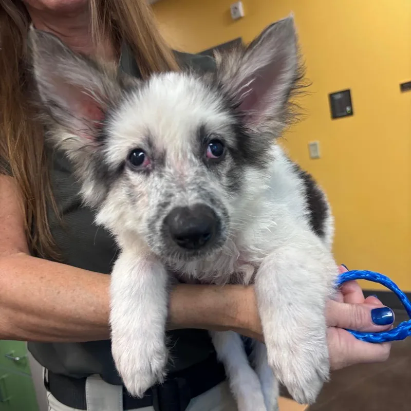 A baby medium-sized male Black Mixed Breed dog named Egg for adoption in Norman, OK