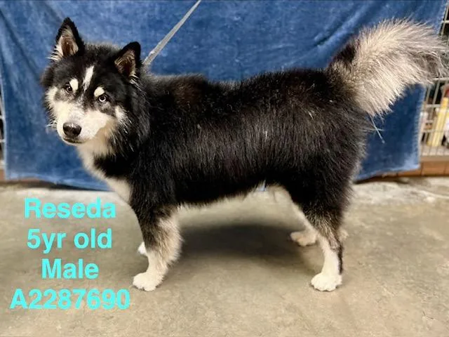 An adult large-sized male Siberian Husky dog named Reseda for adoption in Chatsworth, CA
