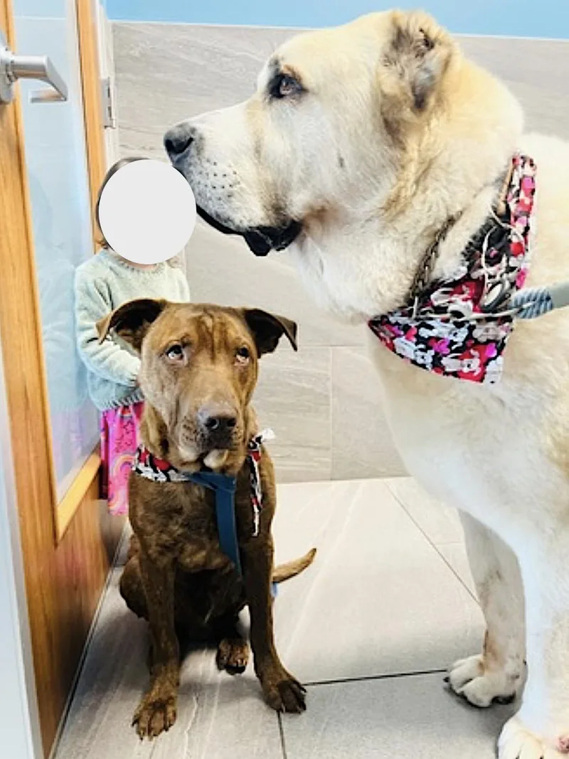 An adult medium-sized male Brown / Chocolate Pit Bull Terrier dog named Stitch for adoption in Amherst, MA