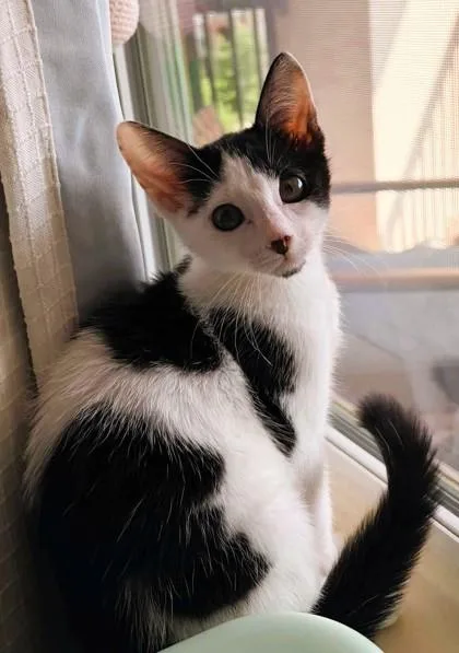 A baby small-sized female Black Domestic Short Hair cat named Mia Toretto for adoption in Kansas City, MO