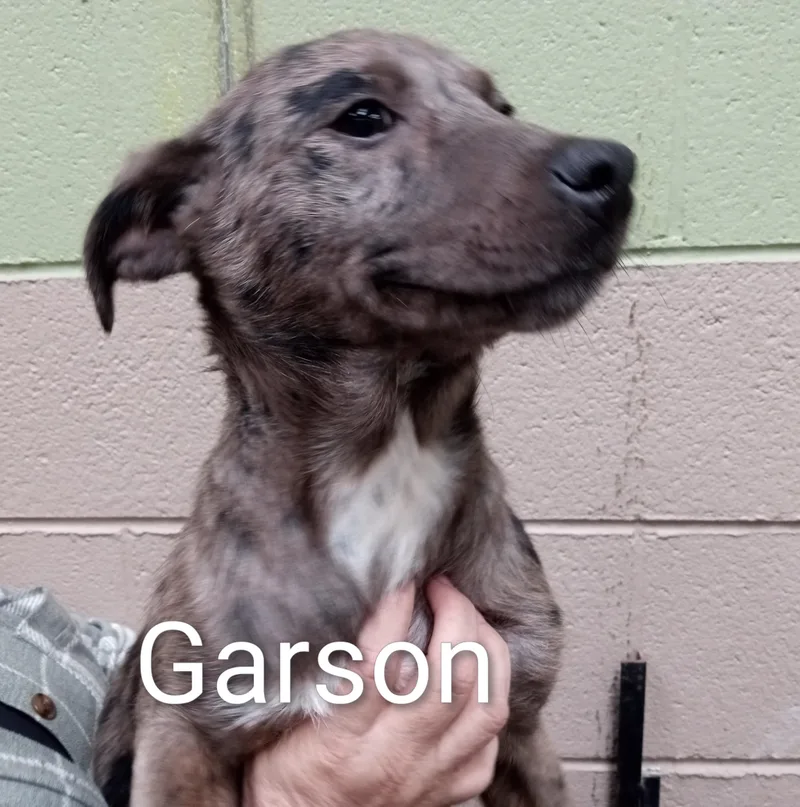 Garson