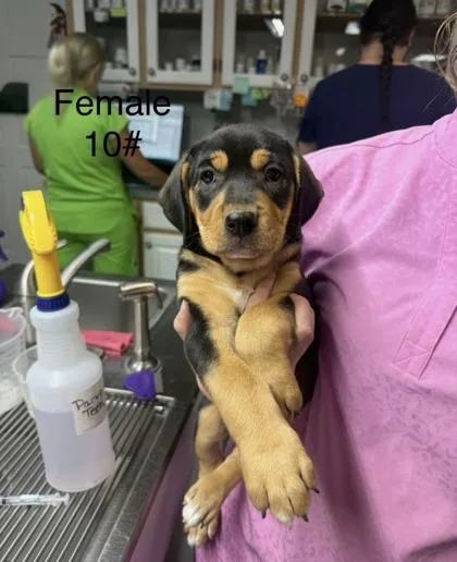 A baby small-sized female Mixed Breed dog named Anya for adoption in West Chester, PA
