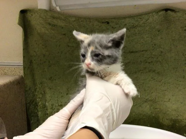 A baby small-sized female Domestic Short Hair cat named Hunter for adoption in Riverside, CA