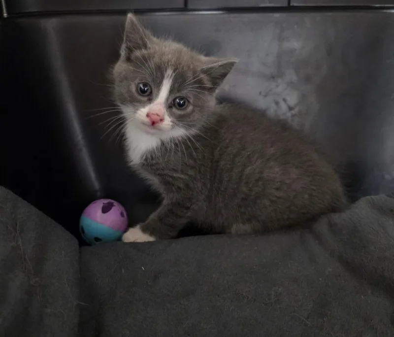 A baby small-sized male Domestic Short Hair cat named Malik for adoption in Ewing, NJ