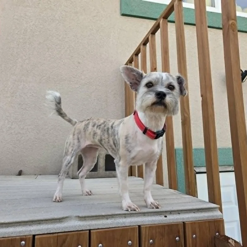 Snickers thumbnail 2