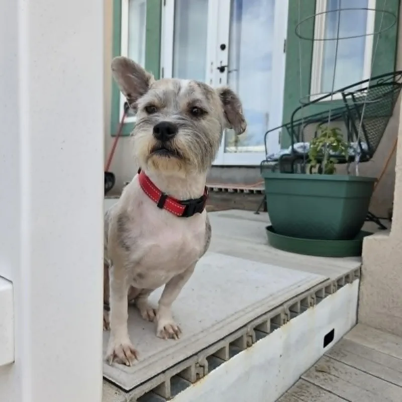 Snickers thumbnail 3