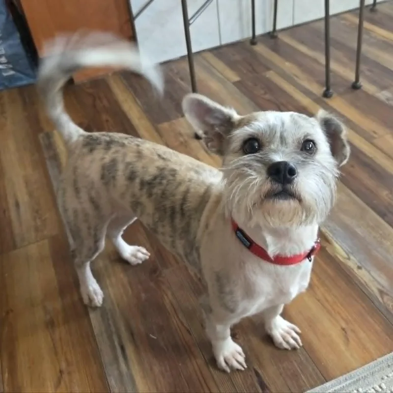 Snickers thumbnail 4