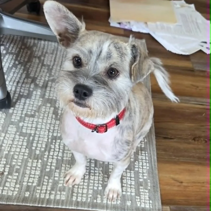 Snickers thumbnail 5