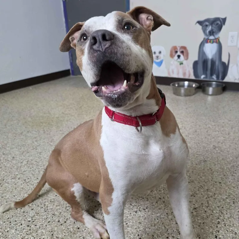 An adult large-sized male Yellow / Tan / Blond / Fawn Mixed Breed dog named Oz for adoption in Marysville, OH