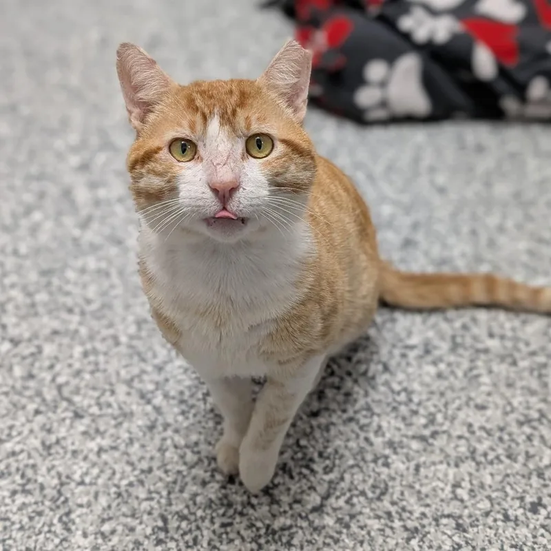 An adult large-sized male Orange / Red Domestic Short Hair cat named Sir Scrabble for adoption in Brookfield, WI