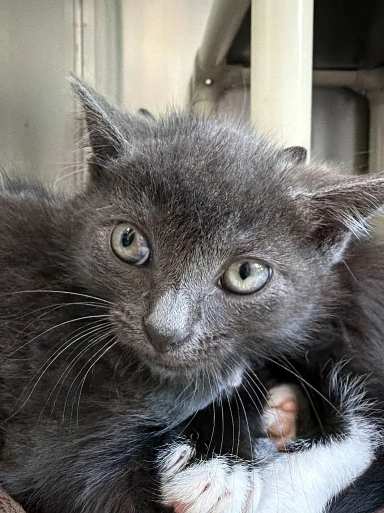 A baby medium-sized male Domestic Short Hair cat named Royce for adoption in Pomona, NY