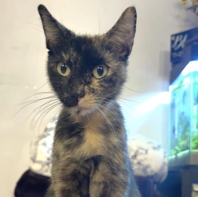An adult medium-sized female Tortoiseshell Domestic Short Hair cat named Kiki for adoption in Nutley, NJ