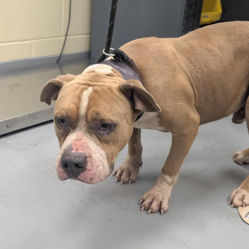 An adult medium-sized male Brown / Chocolate Mixed Breed dog named Dennis for adoption in Columbus, GA