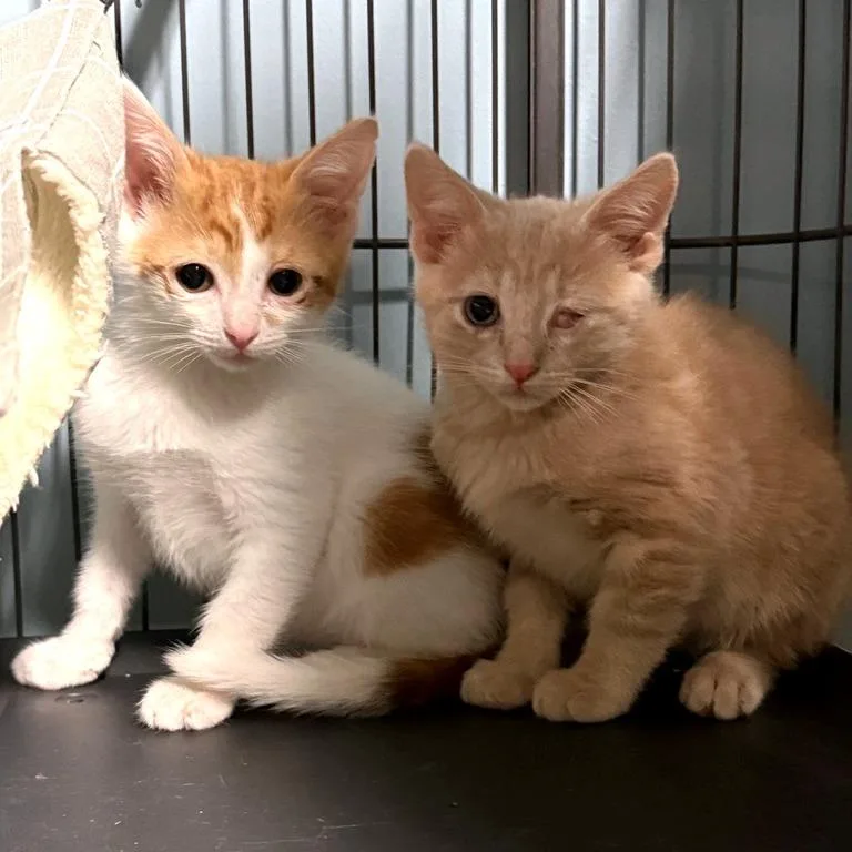 A baby medium-sized male Orange & White Domestic Short Hair cat named Paella for adoption in Houston, TX