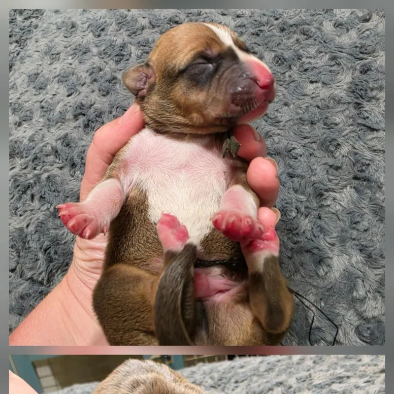 A baby small-sized male Bluetick Coonhound dog named Buster for adoption in Chesapeake, VA