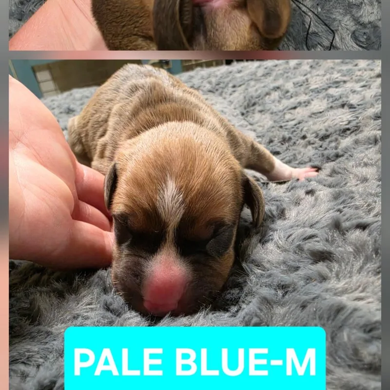 Buster thumbnail 2