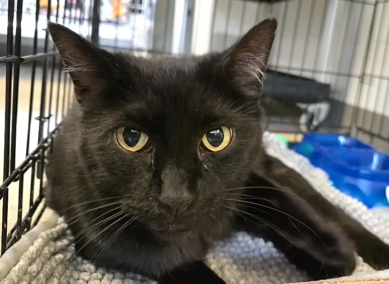 An adult large-sized male Black Domestic Short Hair cat named Blue Midnight for adoption in Cincinnati, OH