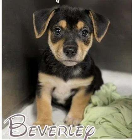 A baby medium-sized female Entlebucher dog named Beverly for adoption in Morton Grove, IL