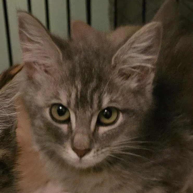 A baby small-sized male Brown / Chocolate Domestic Short Hair cat named Mercy for adoption in Grantsville, UT