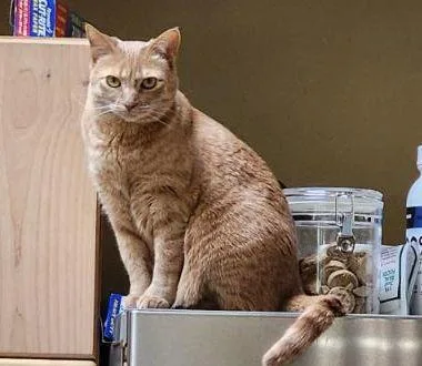 An adult medium-sized female Buff / Tan / Fawn Domestic Short Hair cat named Cece for adoption in Peterborough, NH