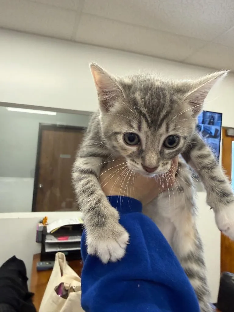 A baby small-sized female Domestic Short Hair cat named Scoobert for adoption in Thousand Oaks, CA