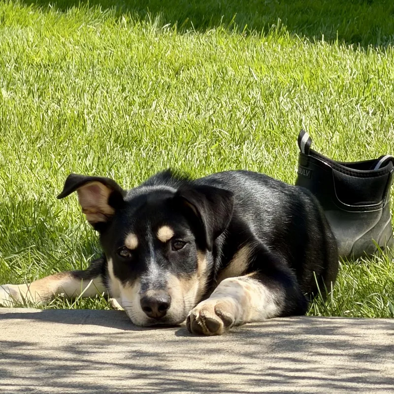 A young medium-sized male Mixed Breed dog named Ken for adoption in Dunkirk, NY