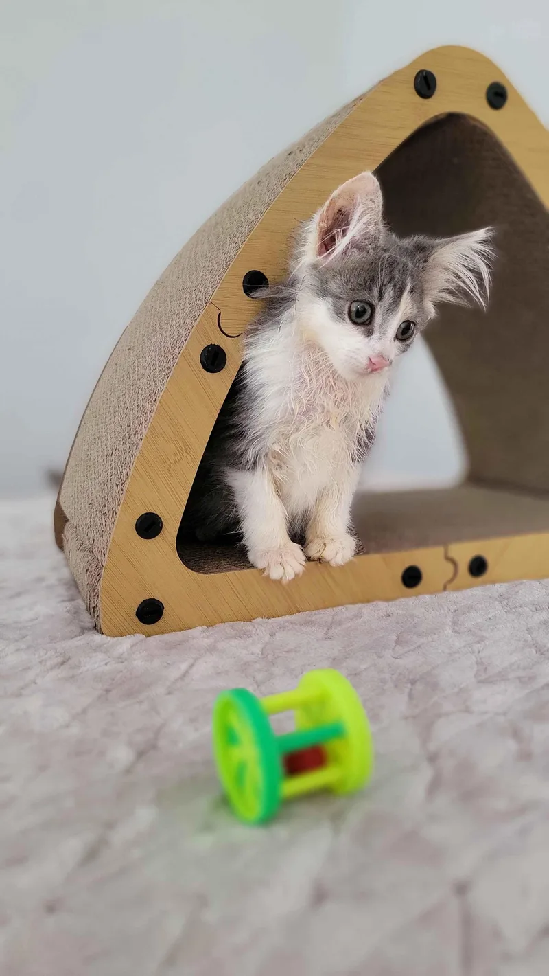 A baby small-sized female Gray & White American Shorthair cat named Organza for adoption in Florham Park, NJ
