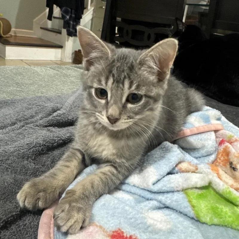 A baby small-sized male Gray / Blue / Silver Domestic Short Hair cat named Botas for adoption in Reisterstown, MD