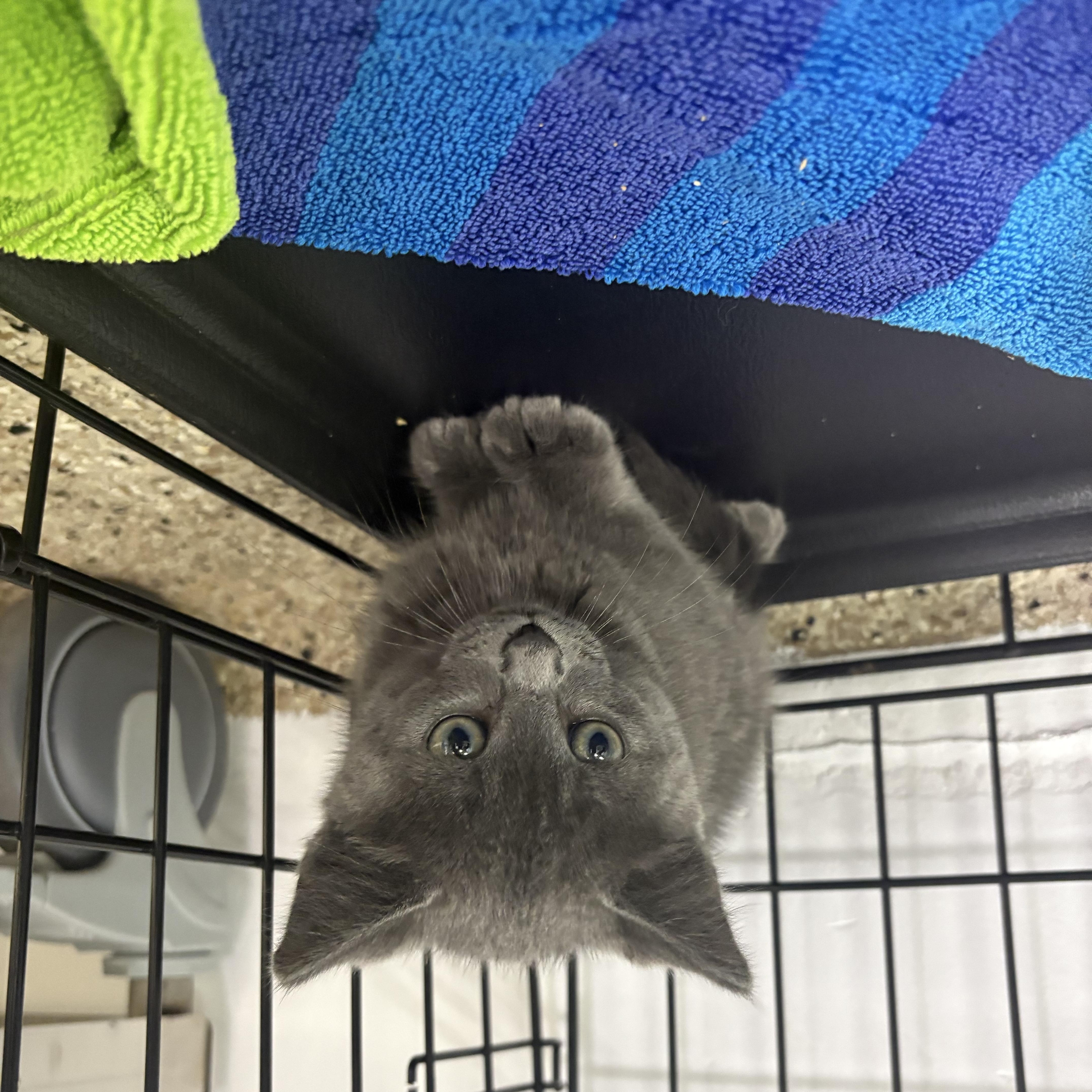 Georgie