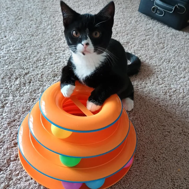 A baby small-sized female Black Domestic Short Hair cat named Brie for adoption in Irwin, PA