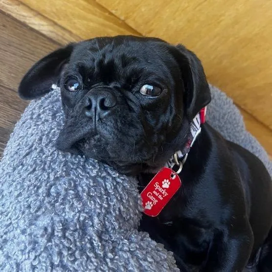 A young small-sized male Black Pug dog named Don Pablo for adoption in Long Beach, CA