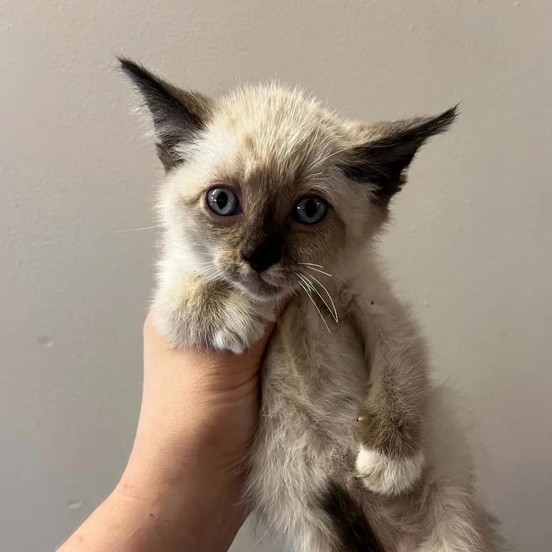 A baby small-sized male Seal Point Siamese cat named Snowcap for adoption in Pasadena, MD