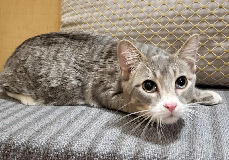 A baby medium-sized male Domestic Short Hair cat named Scout for adoption in Gilbert, AZ
