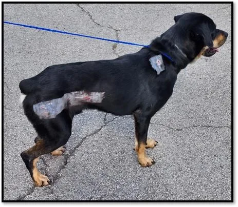 An adult medium-sized male Black Rottweiler dog named Zeke for adoption in Houston, TX
