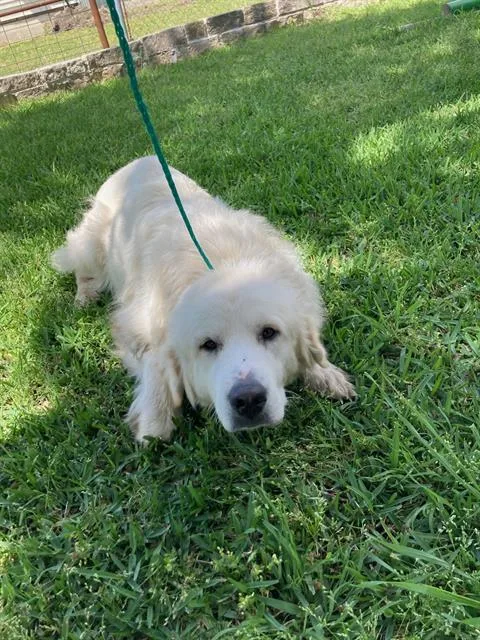 An adult large-sized female Great Pyrenees dog named May for adoption in Dallas, TX