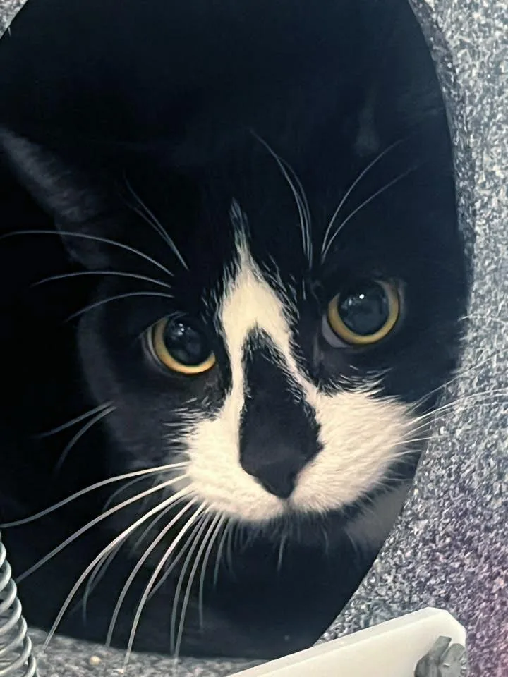 A young medium-sized female Black Domestic Short Hair cat named Snaggle for adoption in Plover, WI