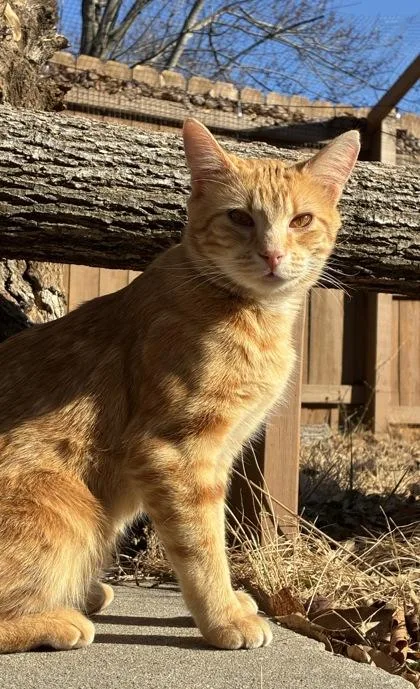 An adult large-sized male Domestic Short Hair cat named Sunny for adoption in Kansas City, MO