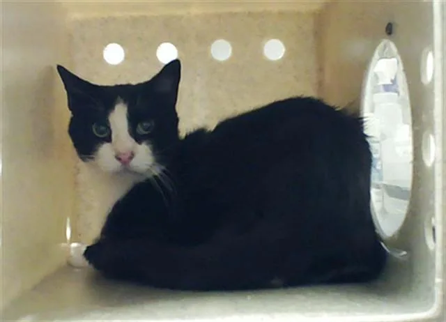 A senior medium-sized male Domestic Short Hair cat named Mr. Katt for adoption in Fayetteville, NC