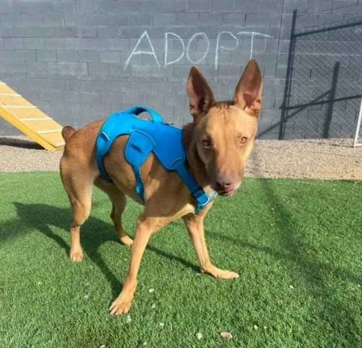 A senior small-sized male Shiba Inu dog named Ali for adoption in Phoenix, AZ