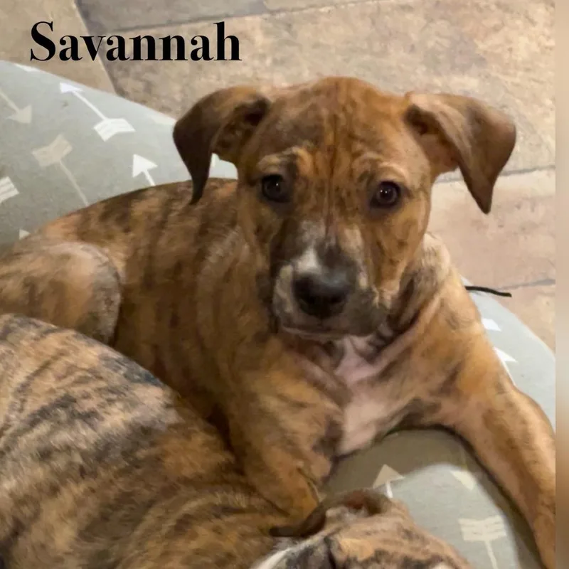 Savannah