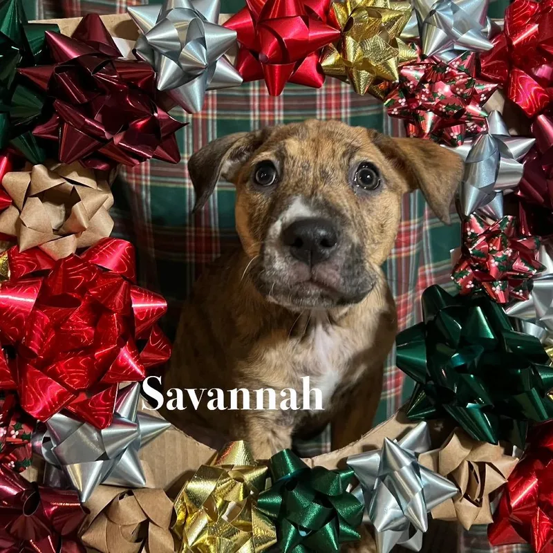 Savannah thumbnail 2