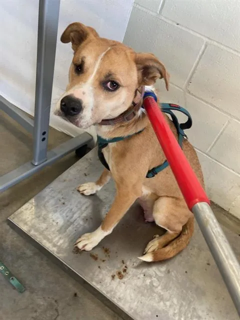 A young medium-sized female Terrier dog named Honey Bunch for adoption in Olivette, MO