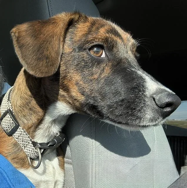 A baby small-sized male Brindle Dachshund dog named Cinnabon for adoption in Riverside, IA