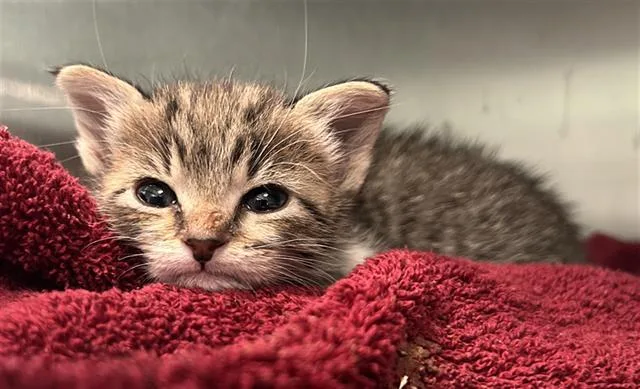 A baby medium-sized female Domestic Short Hair cat named Libra for adoption in Dallas, TX