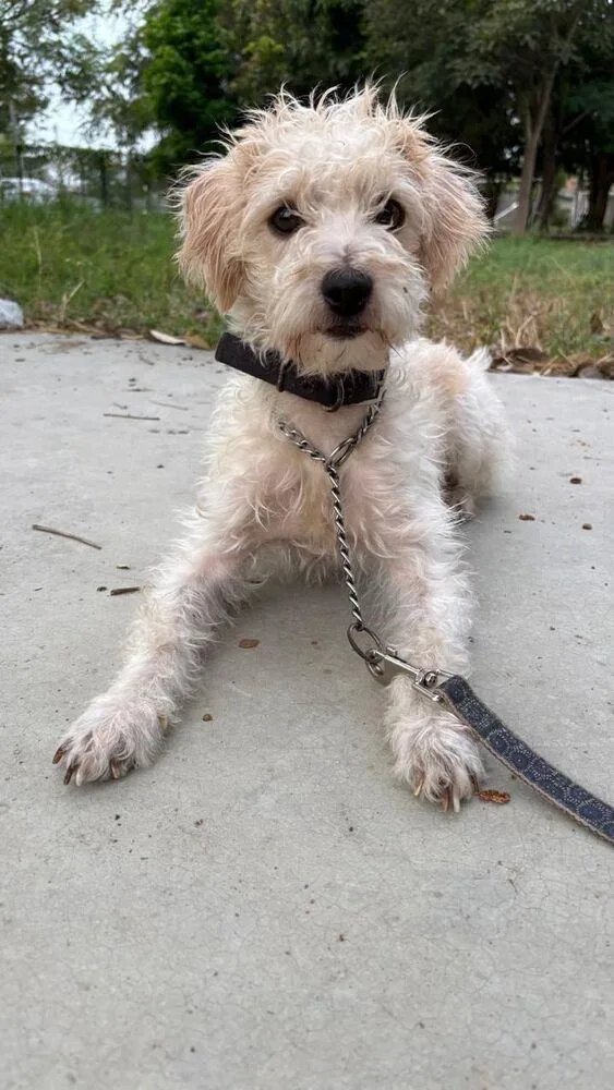A young small-sized male White / Cream Maltese dog named Maple for adoption in Gig Harbor, WA