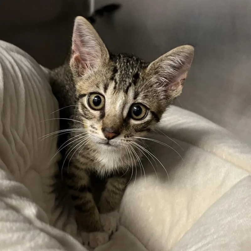 A baby small-sized male Brown / Chocolate Domestic Short Hair cat named Cosmo for adoption in West Palm Beach, FL