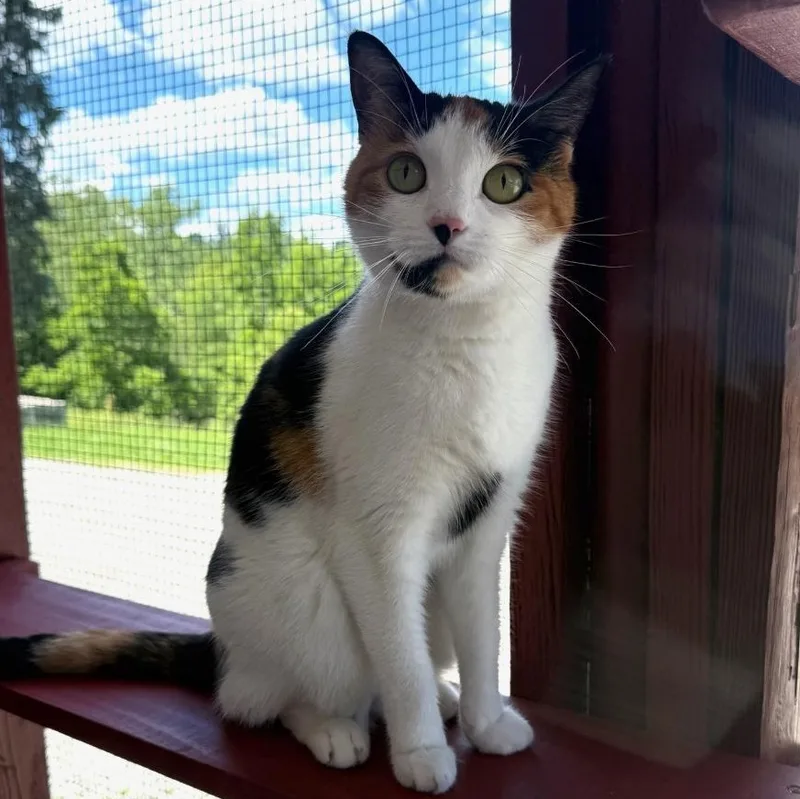 An adult medium-sized female Calico Domestic Short Hair cat named Ariel for adoption in Greensburg, PA