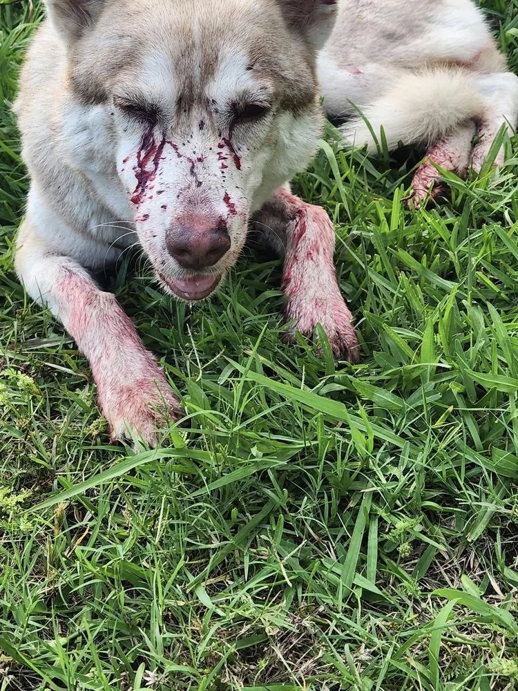A young medium-sized female Husky dog named Luna for adoption in Wolfe City, TX